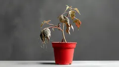 Yksinkertainen kotitekoinen keino elvyttää kuihtuneita kasveja – 3 ainesosaa, jotka löytyvät jo keittiöstäsi.